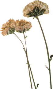 Hand Pressed Flora