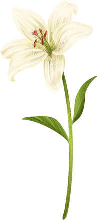 White Lily Flower