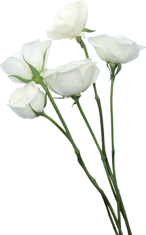 Five Long-Stemmed Roses